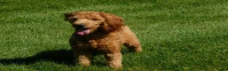 Mini Goldendoodle dogs for sale: Raven - Ad 14