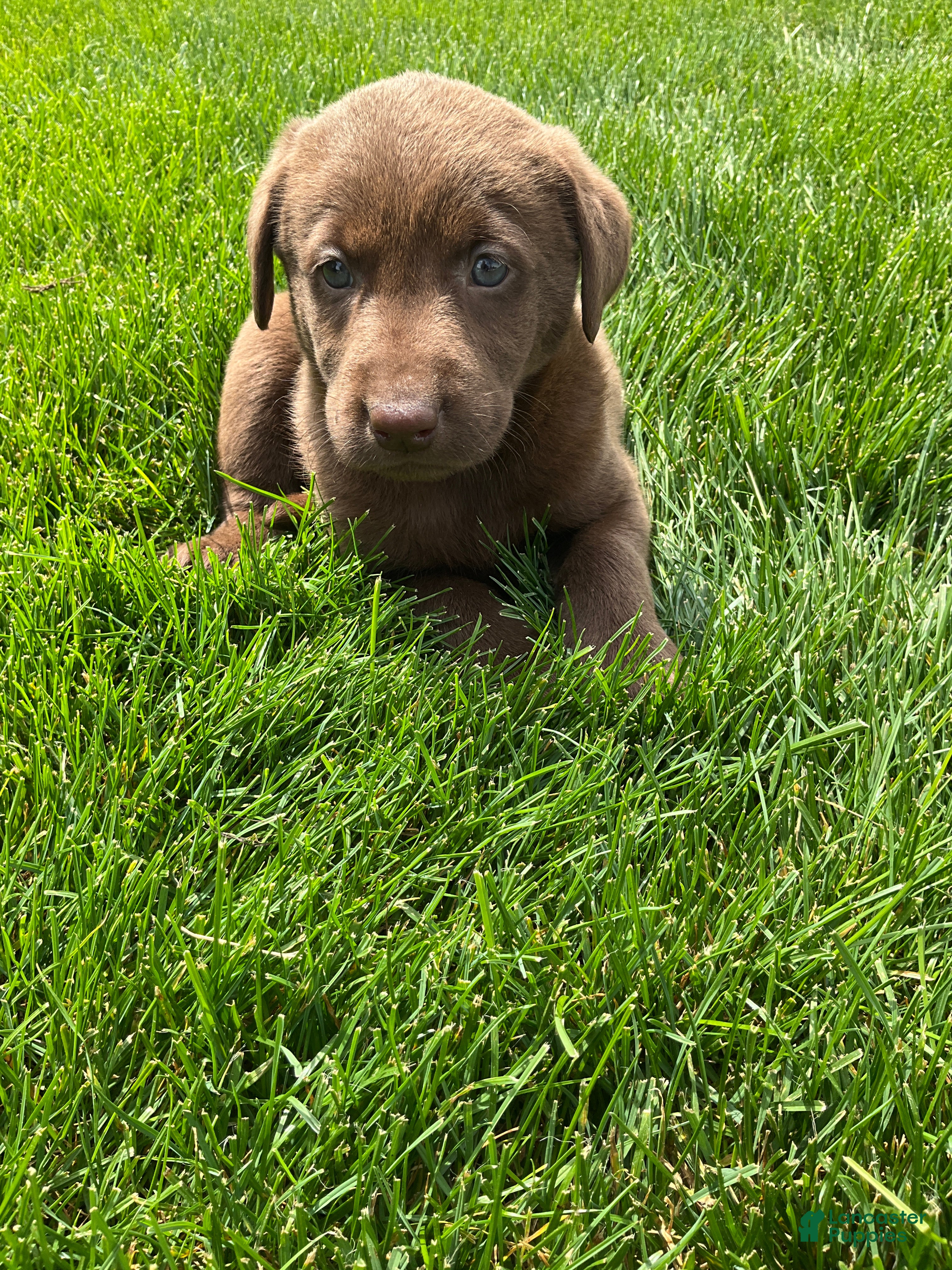 Labrador Retriever dogs for sale: Miles - Ad 3
