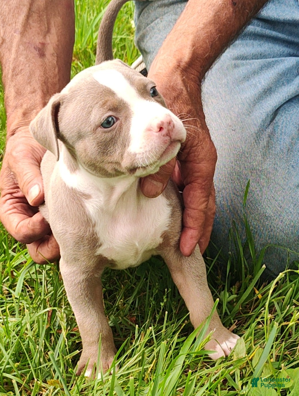 American Bully dogs American Bully 4  -Daisy - Ad 1