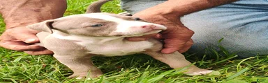 American Bully 4  -Daisy