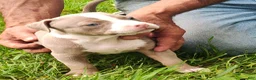 American Bully dogs for sale: American Bully 4  -Daisy - Ad 1