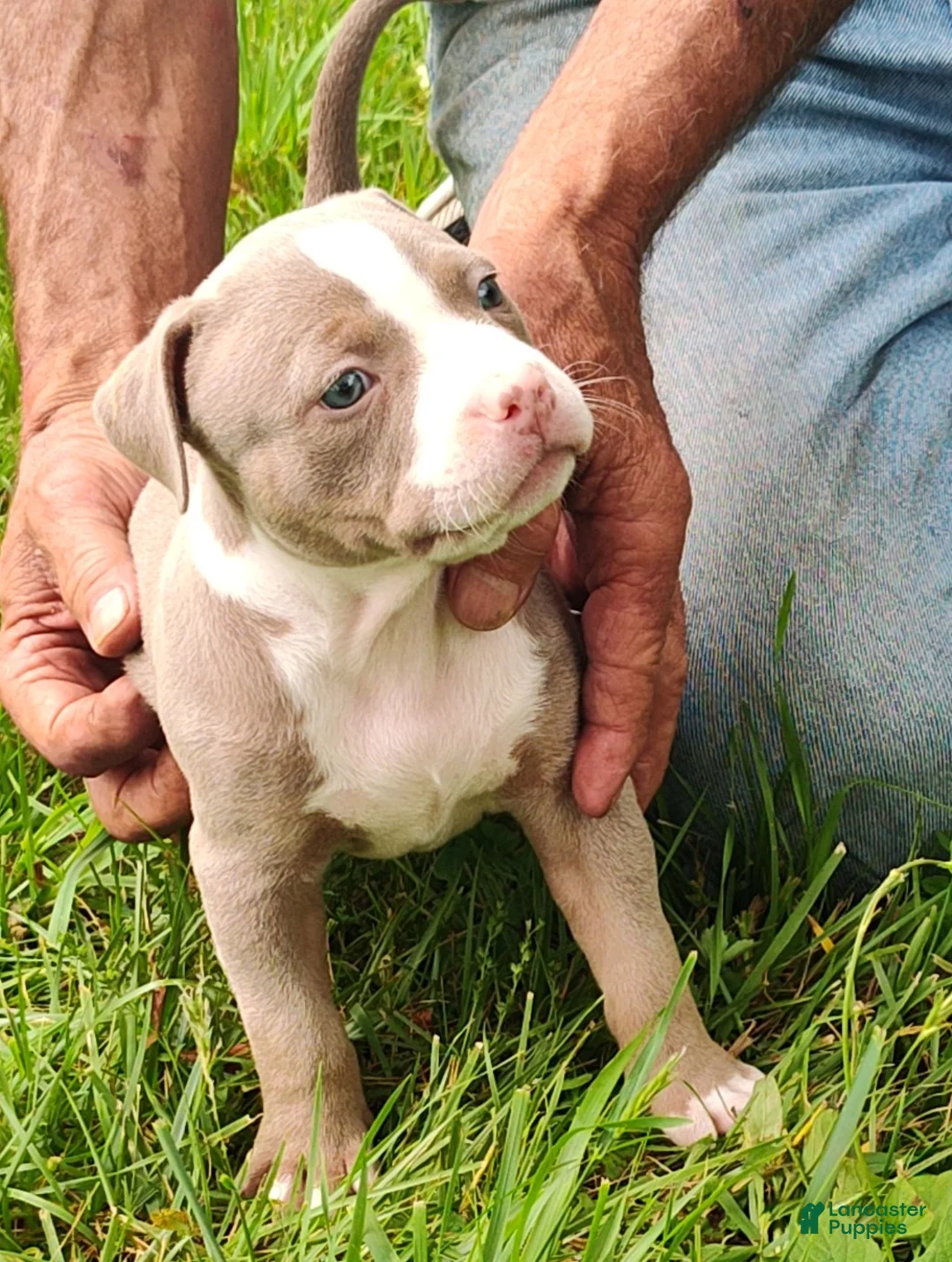 American Bully dogs for sale: American Bully 4  -Daisy - Ad 1
