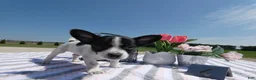 Chihuahua dogs for sale: Chihuahua 4 Score - Ad 2