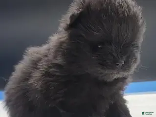 Pomeranian dogs Pomeranian Puppy 2 - Ad 4