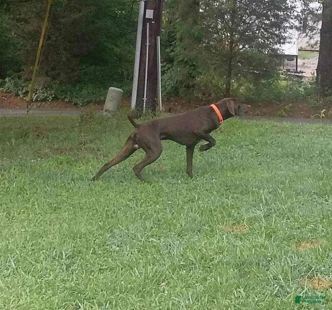 German Shorthaired Pointer dogs for sale: German Shorthaired Pointer 7 - Ad 3