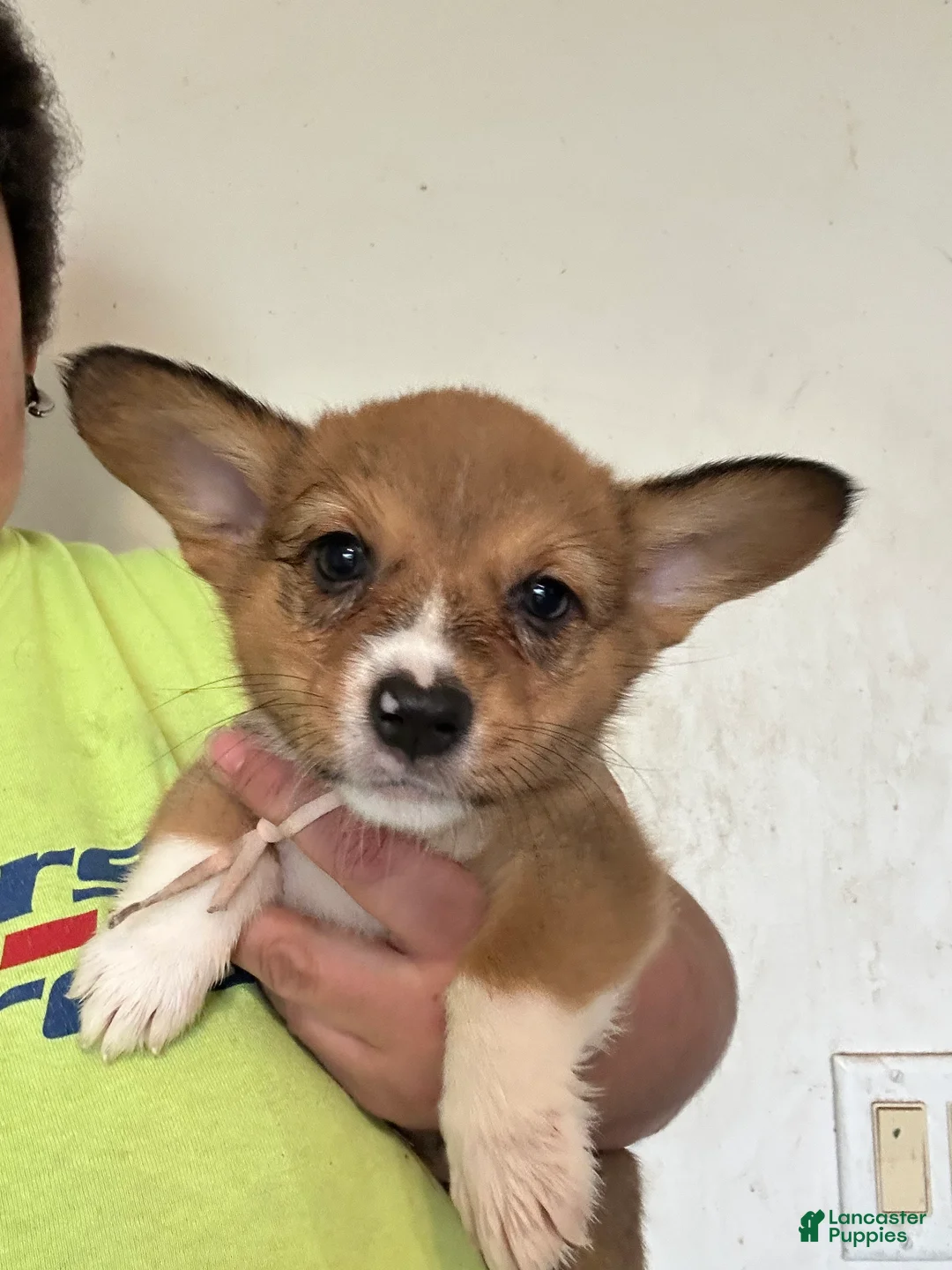 Welsh Corgi Pembroke dogs for sale: Light pinkld - Ad 1