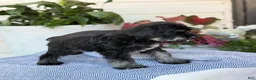 Miniature Schnauzer dogs for sale: Lin - Ad 9