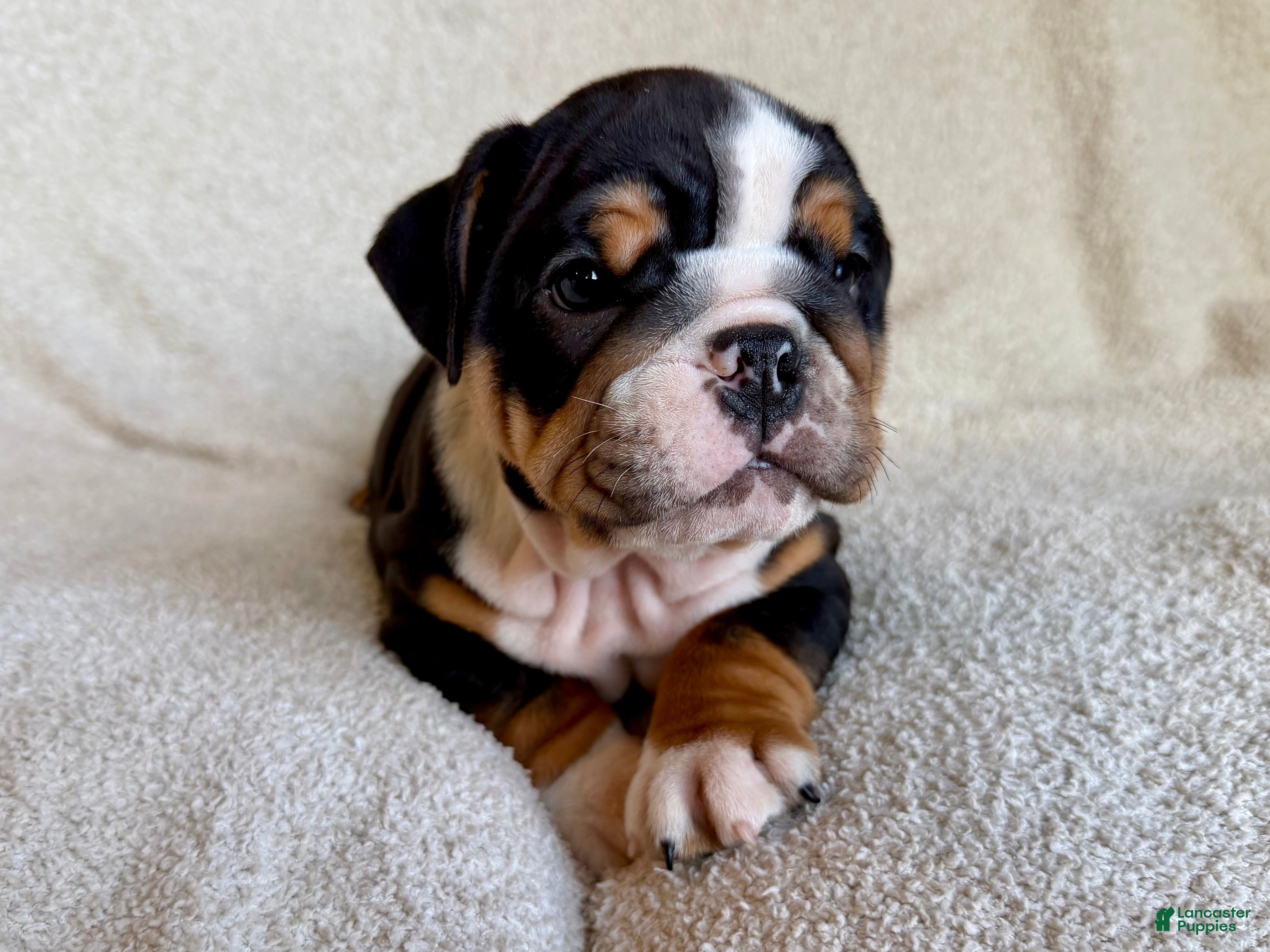 English Bulldog dogs Oscar - Ad 1