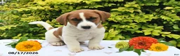 Mixed Breed dogs for sale: Drey - Ad 4