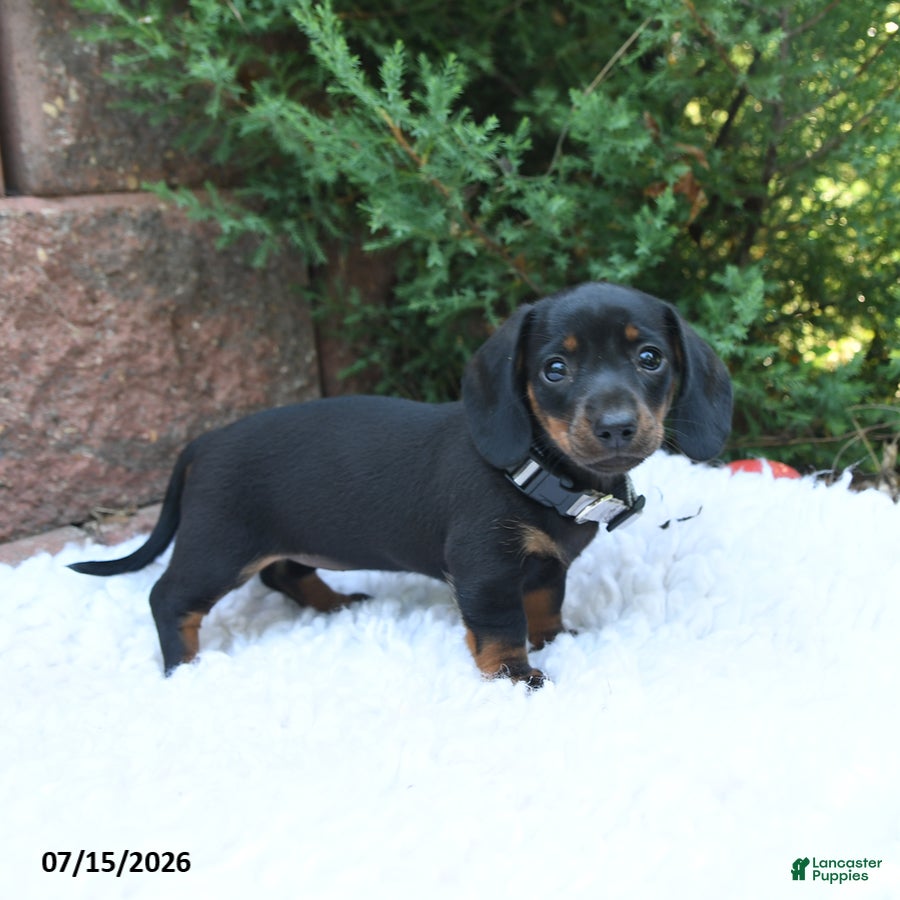 Miniature Dachshund dogs Lucy Lu - Ad 2