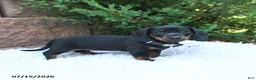 Miniature Dachshund dogs for sale: Lucy Lu - Ad 2