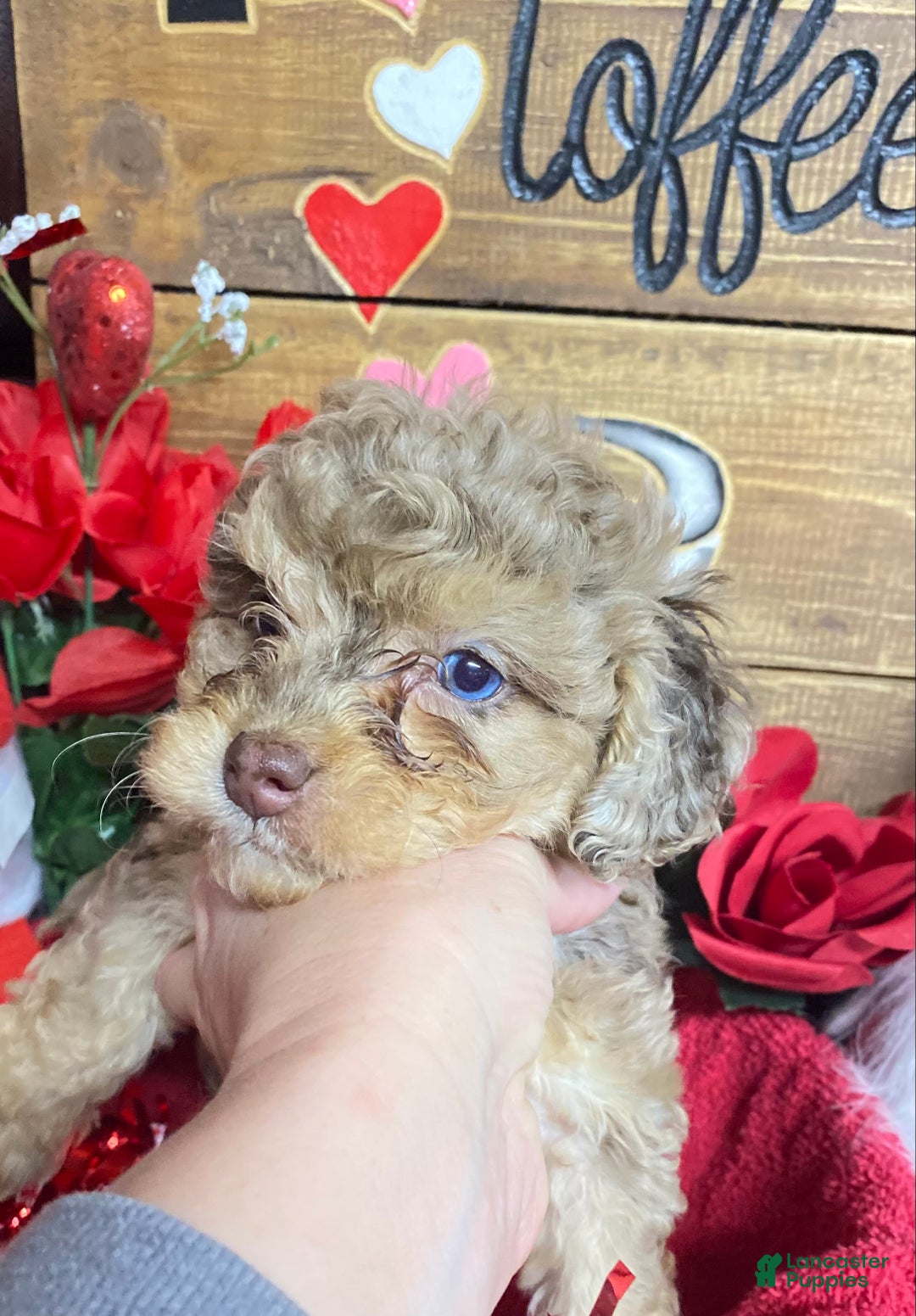 Cockapoo dogs for sale: Princess Ruby  - Ad 8
