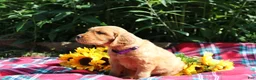 Mixed Breed dogs for sale: Mia - Irish Goldendoodle  - Ad 12