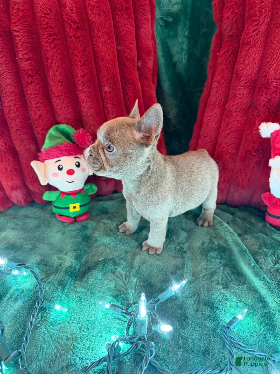French Bulldog dogs for sale: Casper - Ad 2