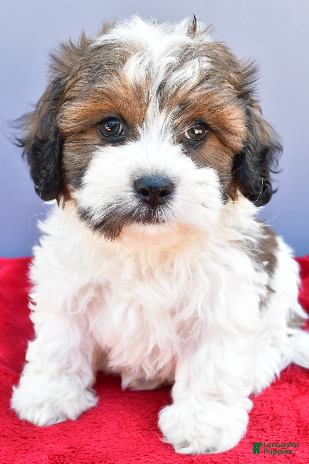 Teddy Bear dogs for sale: Trigger - Ad 1