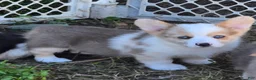 Welsh Corgi Pembroke dogs for sale: Beautiful Bentley  - Ad 28