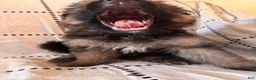 German Shepherd dogs for sale: Flacco (Blue Collar) - Ad 4