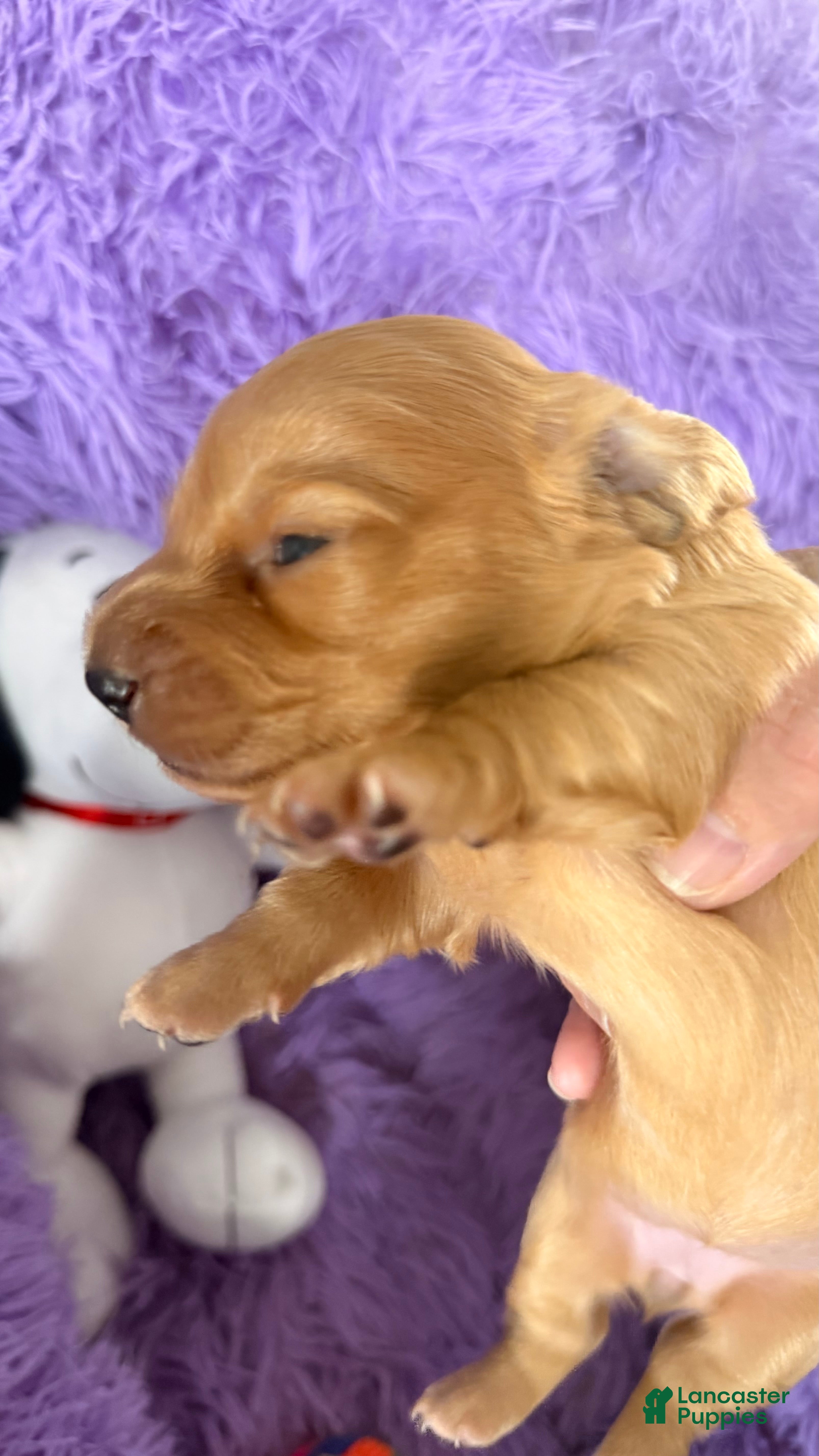 Dachshund dogs Dachshund 2 - Ad 2