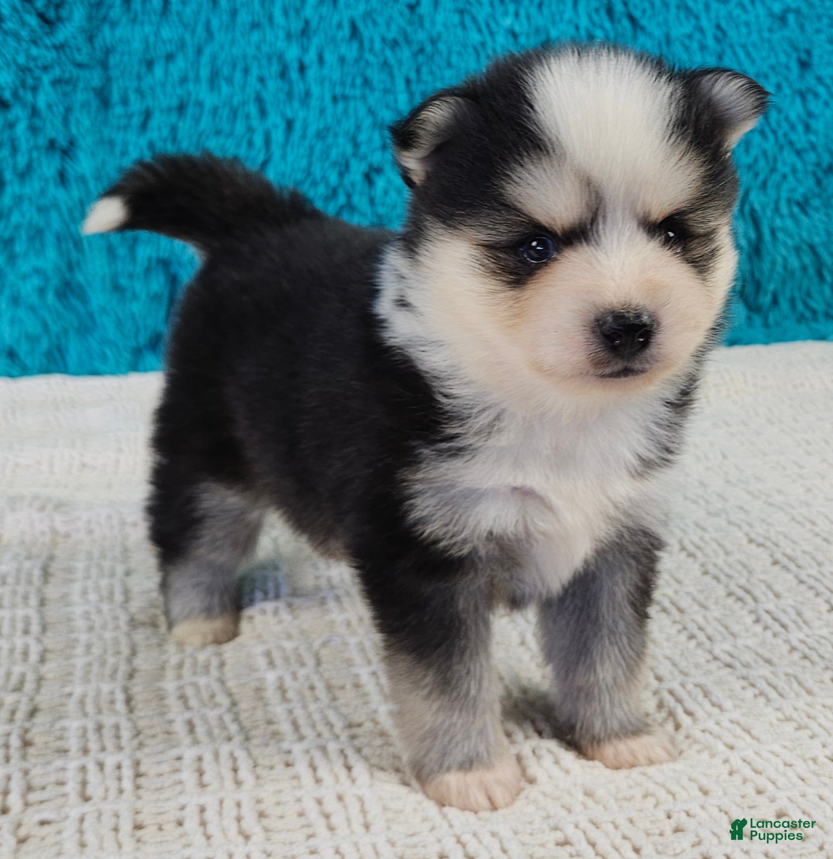 Pomsky dogs Buckley  - Ad 1