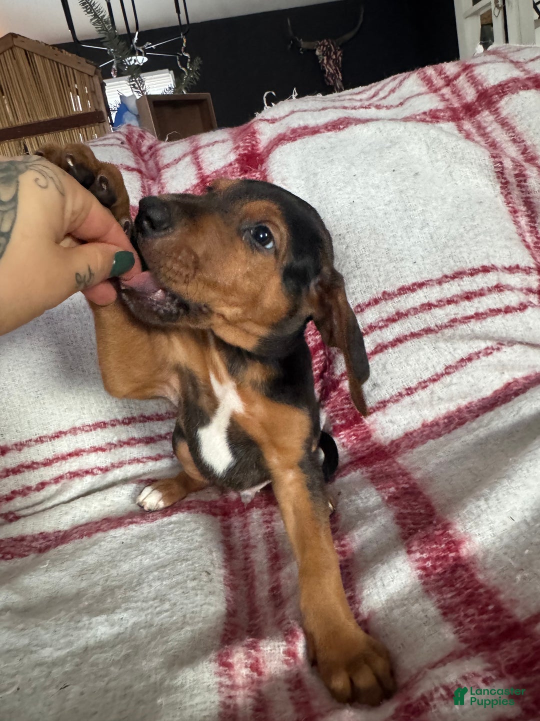 Mixed Breed dogs for sale: Mixed Breed Puppy 4 - Ad 20