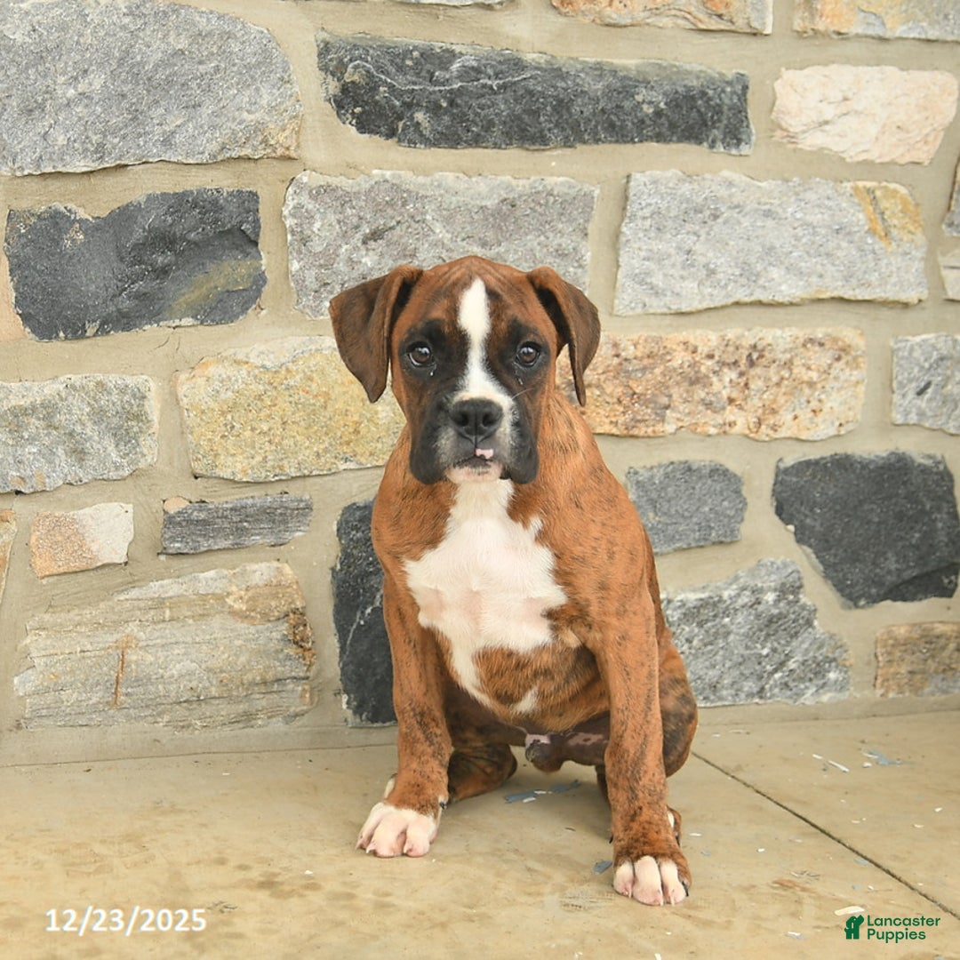 Boxer dogs for sale: Hunter  - Ad 3