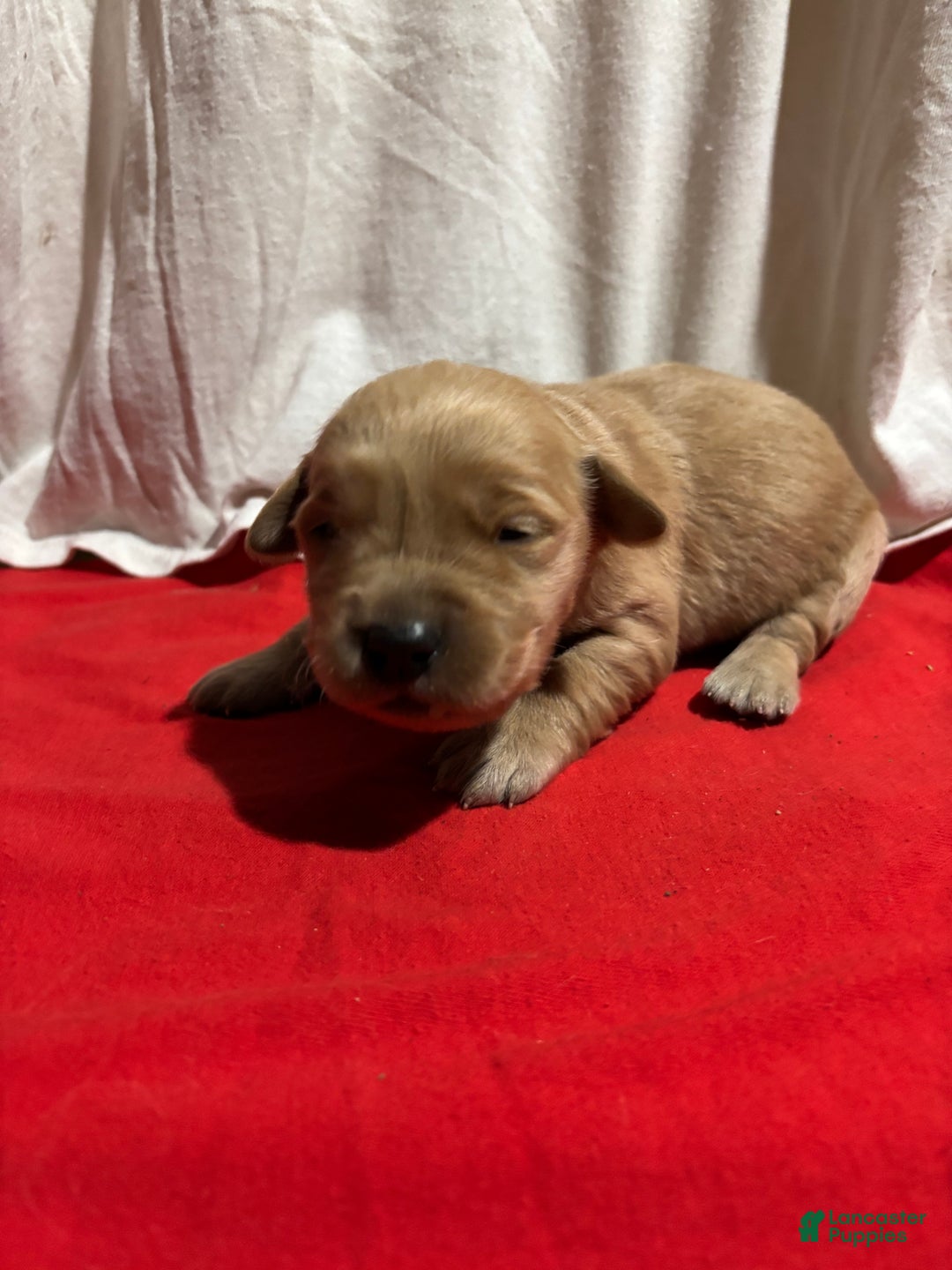 Golden Retriever dogs for sale: Purple - Ad 3