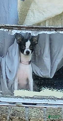 Chihuahua dogs for sale: Chihuahua 3 - Ad 1