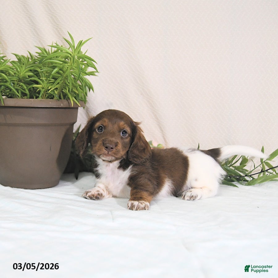 Miniature Dachshund dogs Enzo - Ad 2