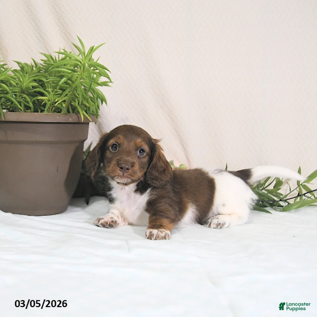 Miniature Dachshund dogs for sale: Enzo - Ad 2