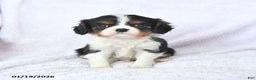 Cavalier King Charles Spaniel dogs for sale: Cuddles - Ad 5