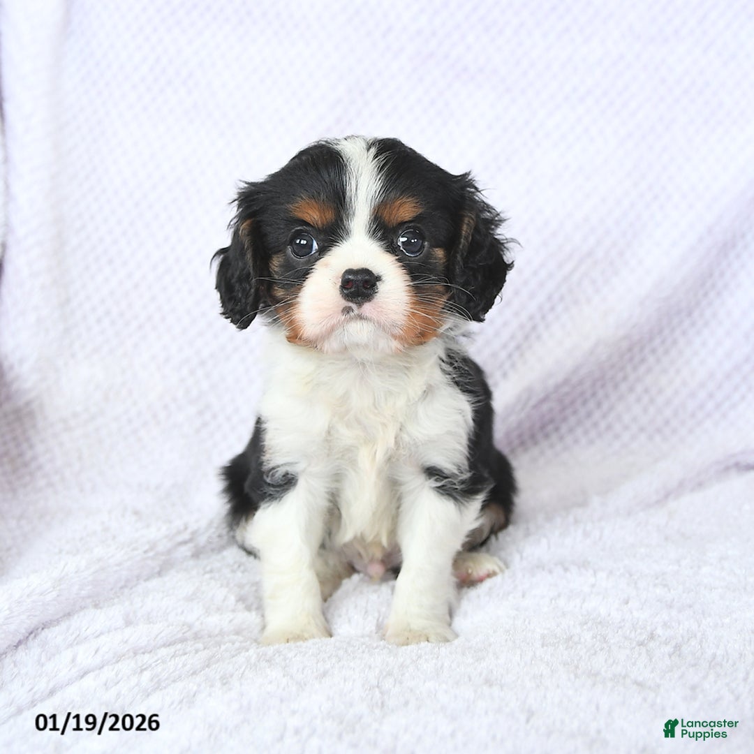 Cavalier King Charles Spaniel dogs for sale: Cuddles - Ad 5