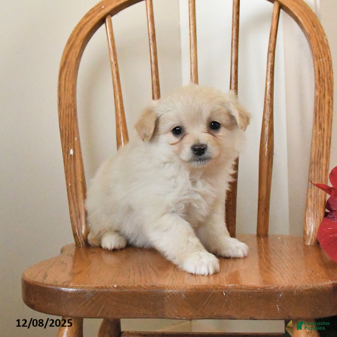 Pomapoo dogs for sale: Sierra - Ad 2