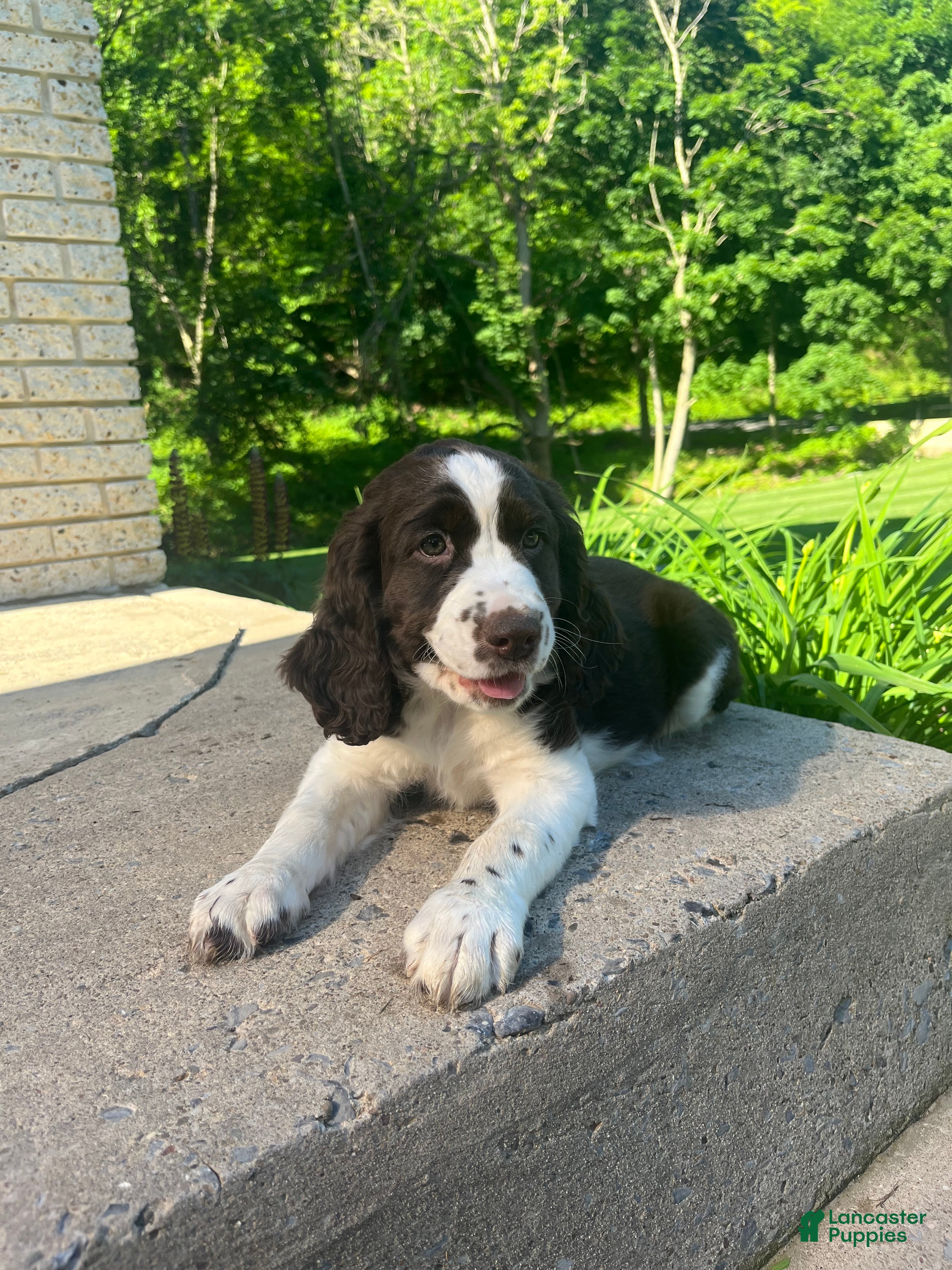 English Springer Spaniel dogs Periwinkle - Ad 1