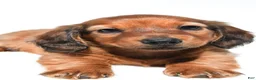 Miniature Dachshund dogs for sale: Milo - Ad 8