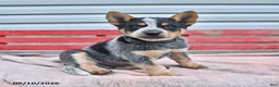 Australian Cattle Dog dogs for sale: Blackie  - Ad 3