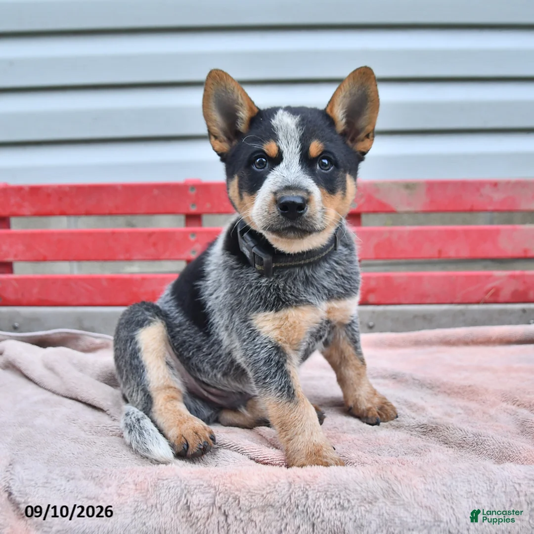 Australian Cattle Dog dogs for sale: Blackie  - Ad 3