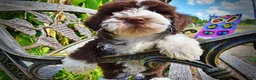 Havapoo dogs for sale: Katie - Ad 4