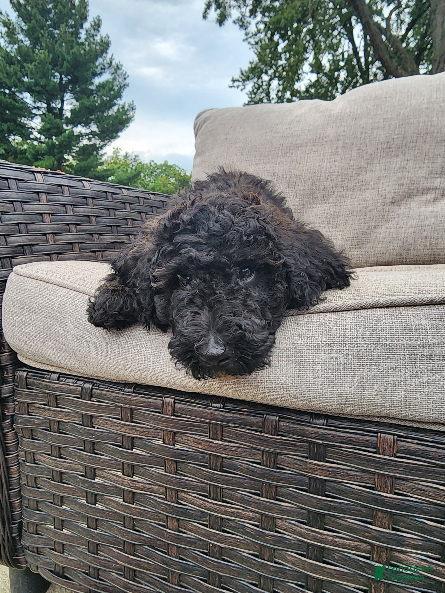 Mini Sheepadoodle dogs Apollo - Ad 1