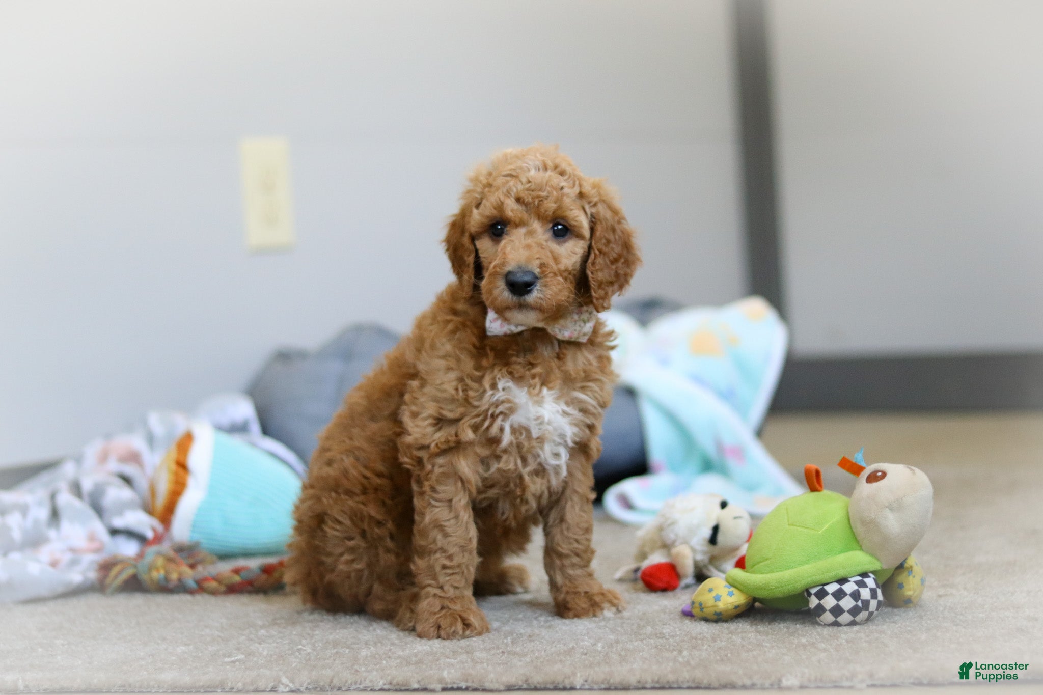 Standard Poodle dogs Josie AKC - Ad 1