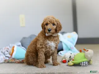 Standard Poodle dogs for sale: Josie AKC - Ad 3