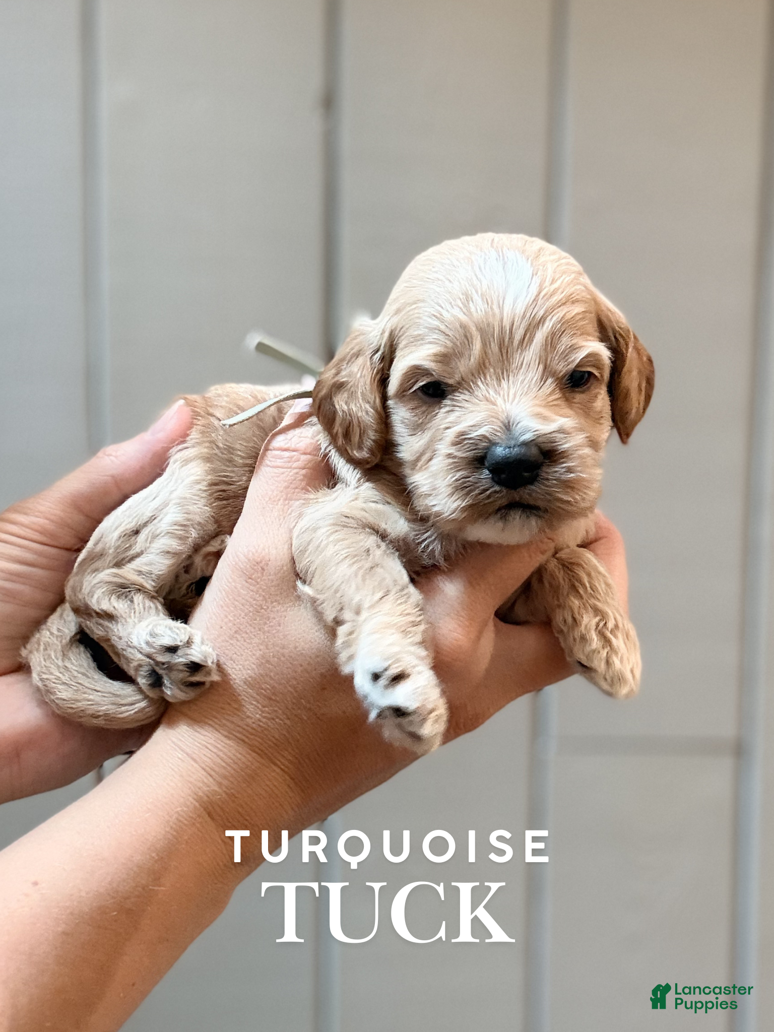 Cockapoo dogs "Tuck" Cockapoo  - Ad 1