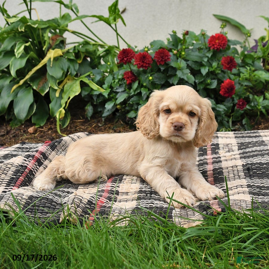 English Cocker Spaniel dogs Blondie - Ad 2