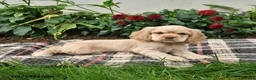 English Cocker Spaniel dogs for sale: Blondie - Ad 2