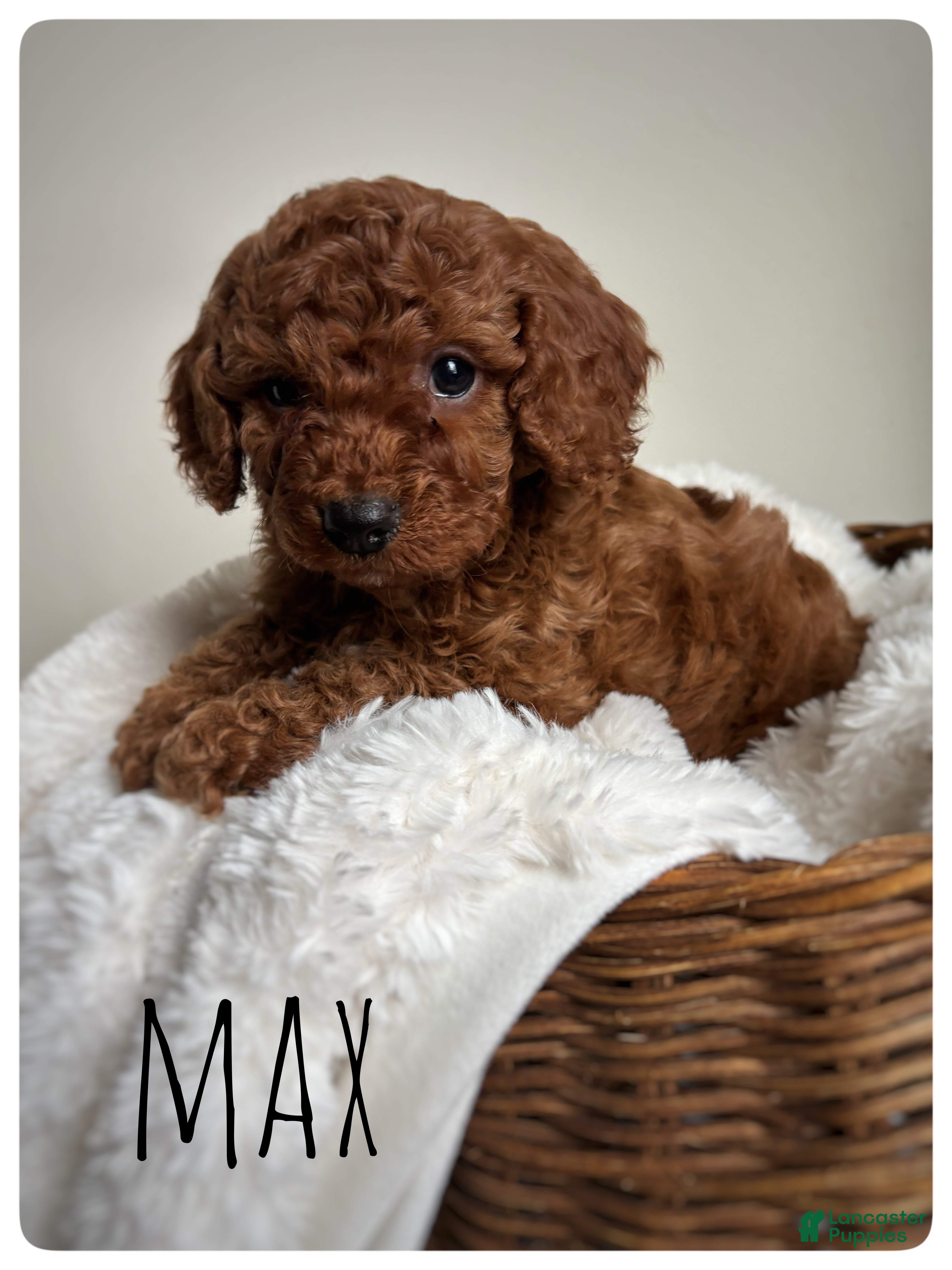 Cavapoo dogs Max - Ad 2