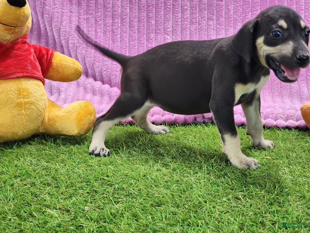 Catahoula Leopard Dog dogs for sale: Tess 2025 Female 1 - Ad 9