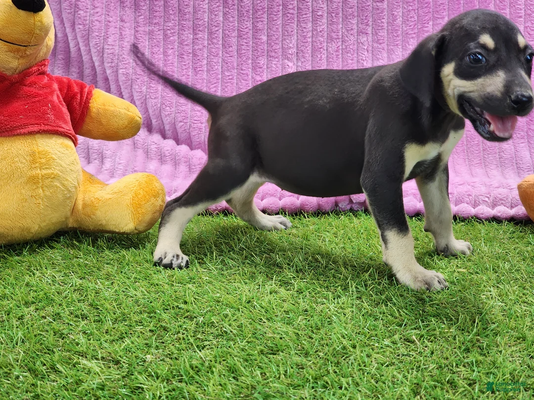 Catahoula Leopard Dog dogs for sale: Tess 2025 Female 1 - Ad 9