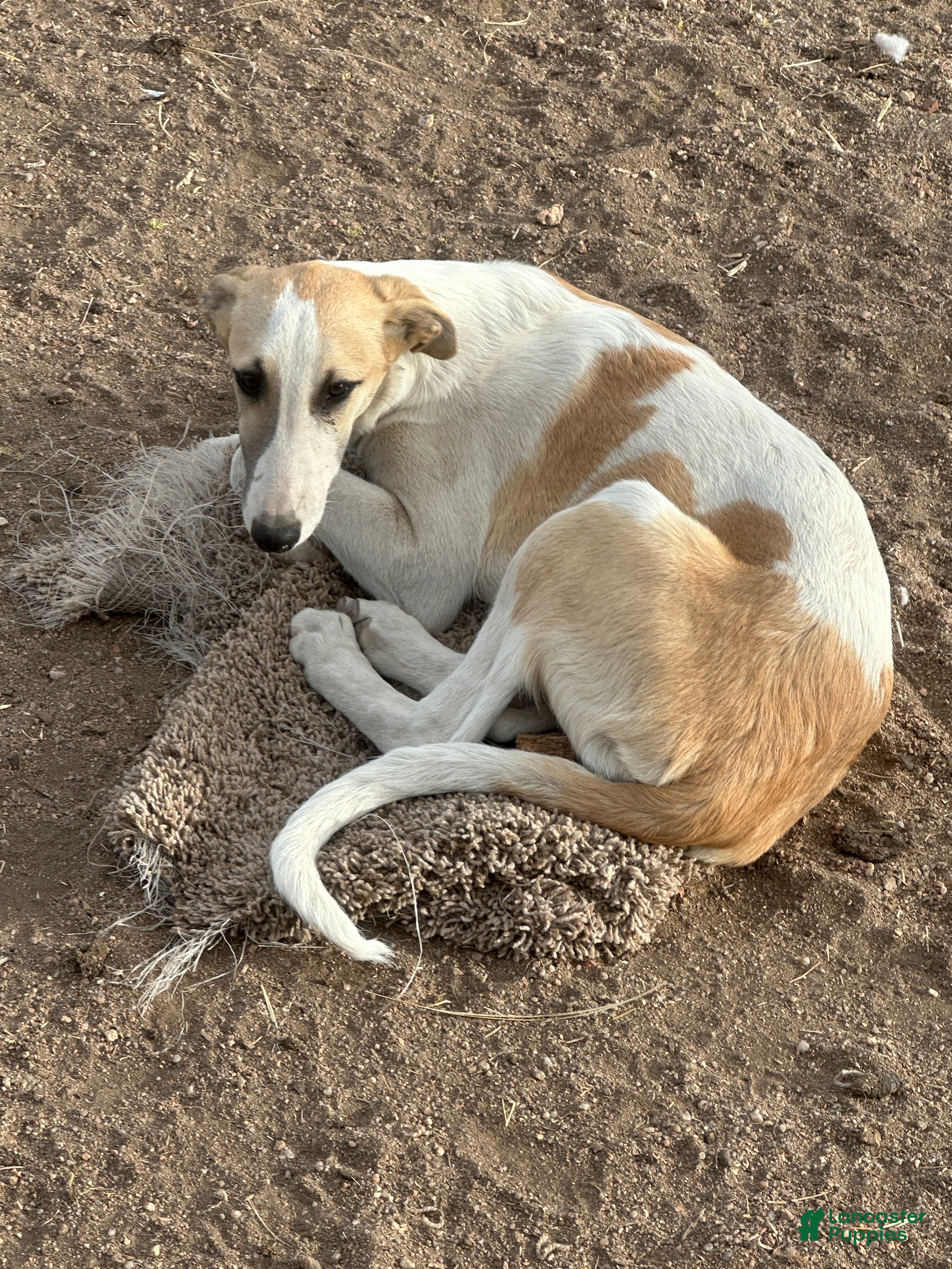 Mixed Breed dogs for sale: Zeppelin - Ad 2