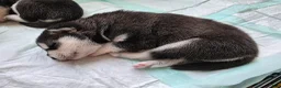 Siberian Husky dogs for sale: Siberian Husky Puppy 2 - Ad 11
