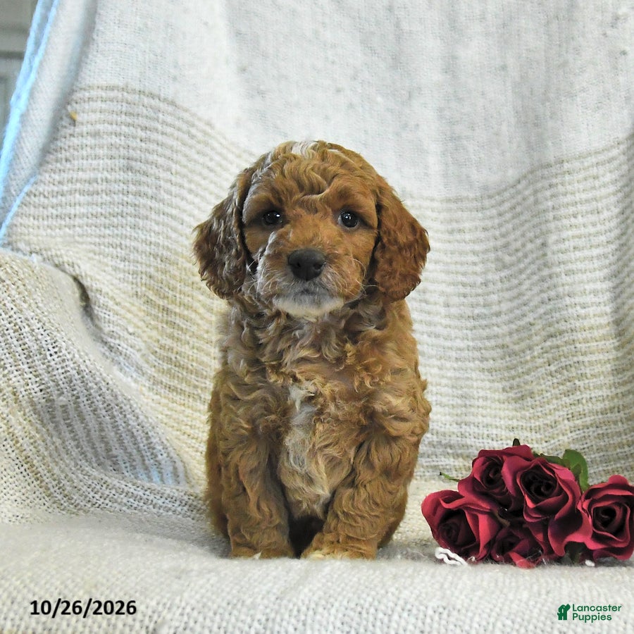 Cockapoo dogs for sale: Curtis - Ad 2