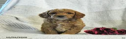 Cockapoo dogs for sale: Curtis - Ad 2